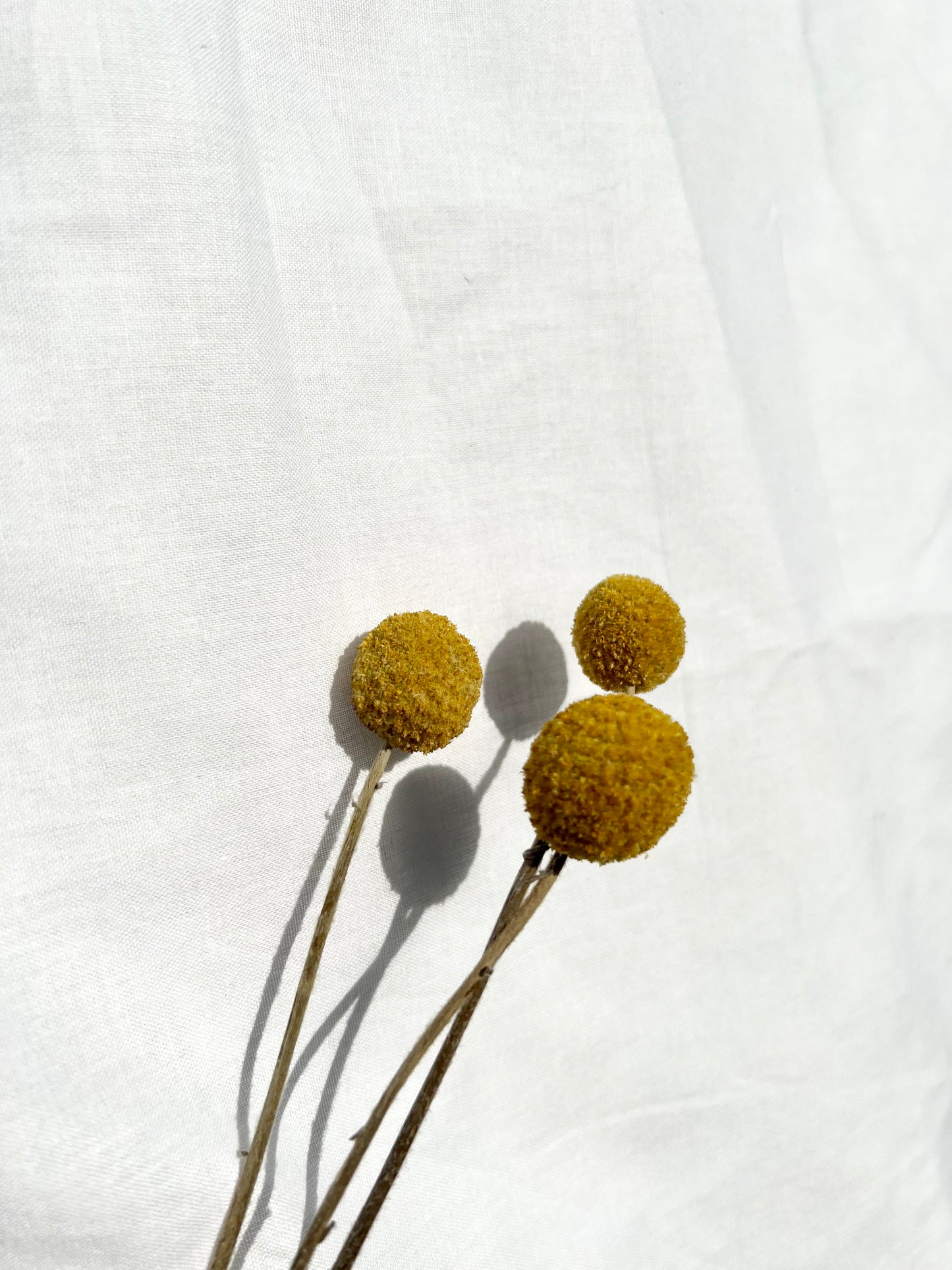 Preserved & Dried Billy Buttons